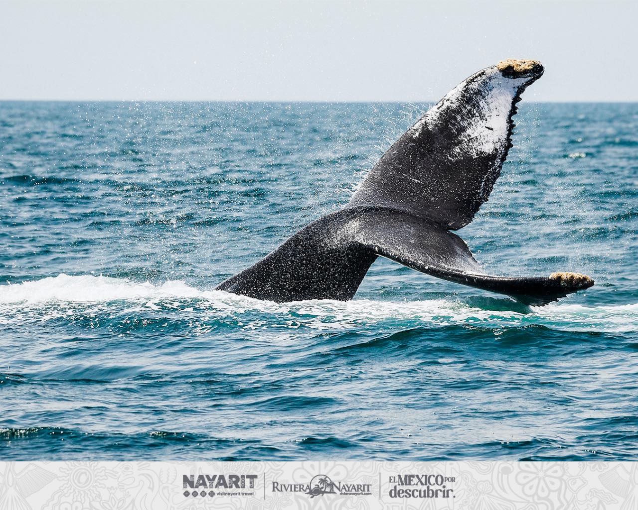 Ballenas en Nayarit: el espectáculo natural que no te puedes perder