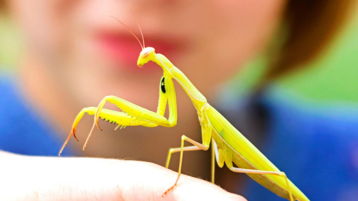 Cómo tener una Mantis Religiosa como mascota: Guía completa de cuidados