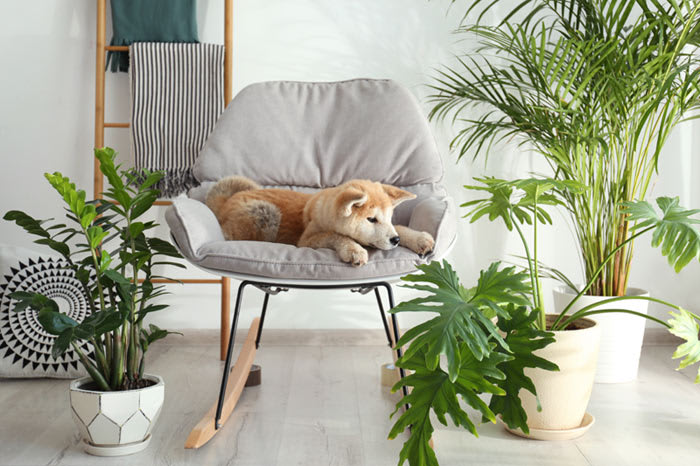 3 Plantas de interior seguras para tu mascota: belleza natural sin riesgos