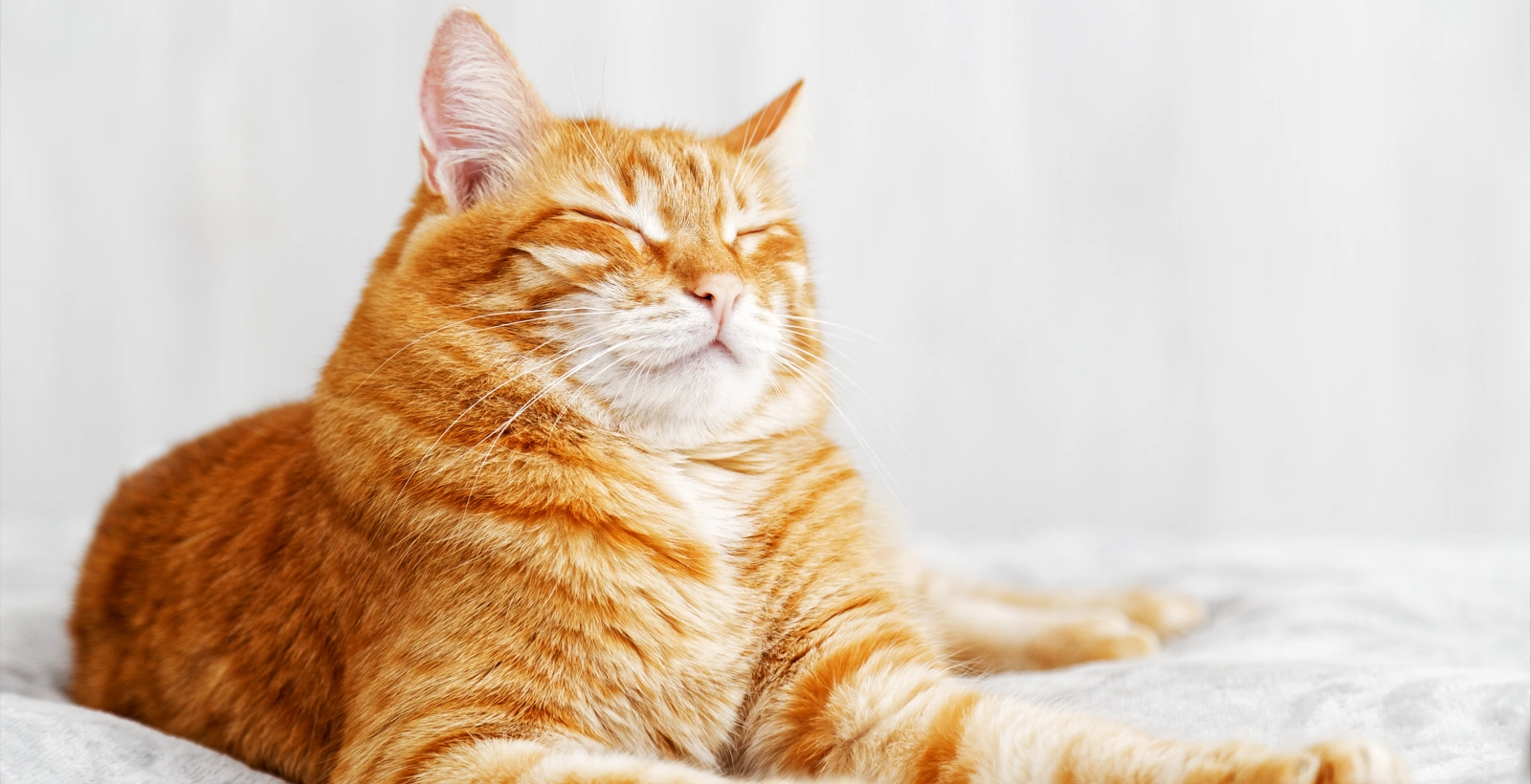 La ciencia revela: la química cerebral explica el vínculo especial entre humanos y gatos