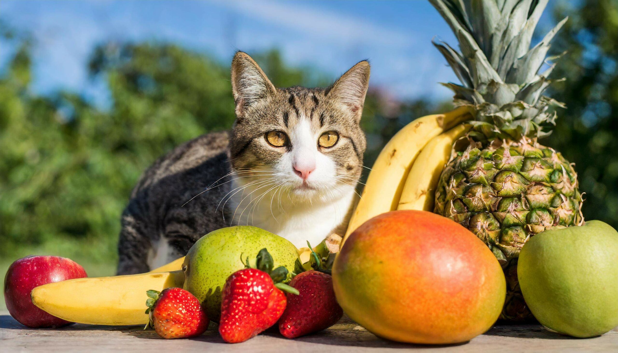 Qué frutas pueden comer los gatos y cómo dárselas de forma segura