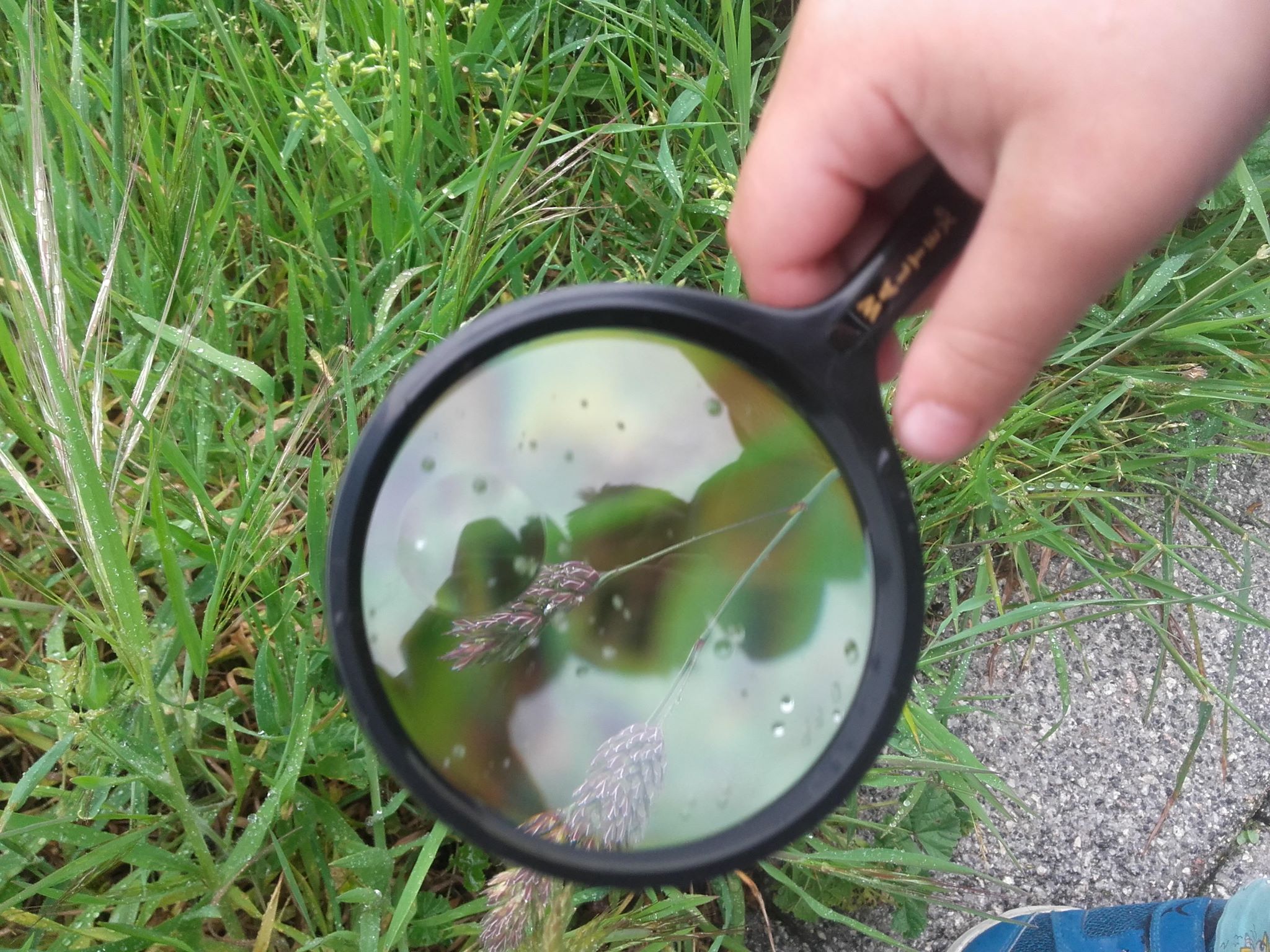 Ven a ver bichos: la nueva fiebre de la ciencia ciudadana en los parques urbanos de la CDMX