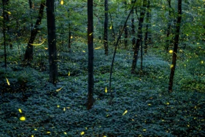 El espectáculo natural más mágico de México regresa a Tlaxcala con miles de luces en el bosque